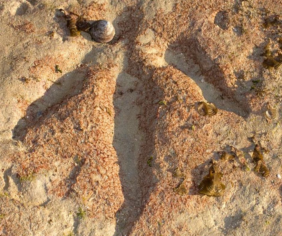 Discovering the Dinosaur Prints of Broome: A Timeless Adventure